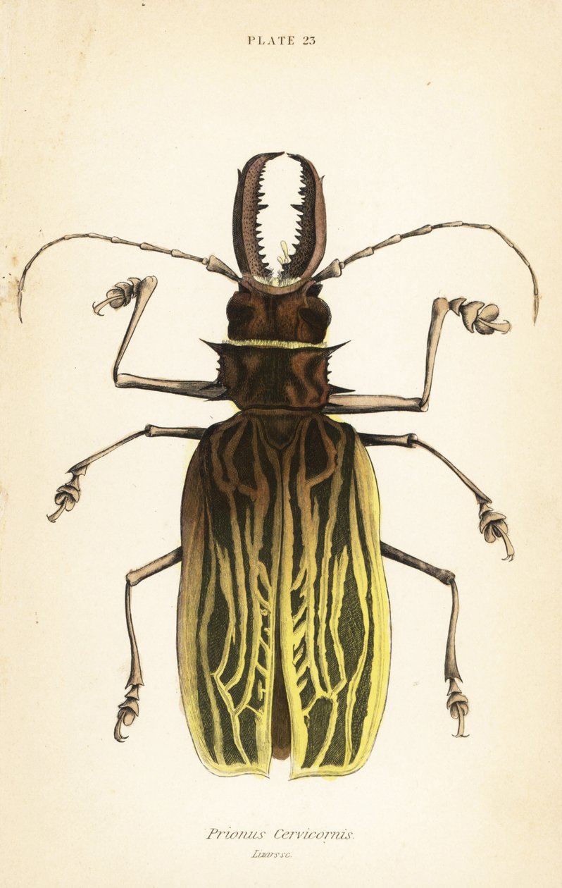 Chrząszcz szablozębny , Macrodontia cervicornis (Prionus cervicornis) autorstwa English School