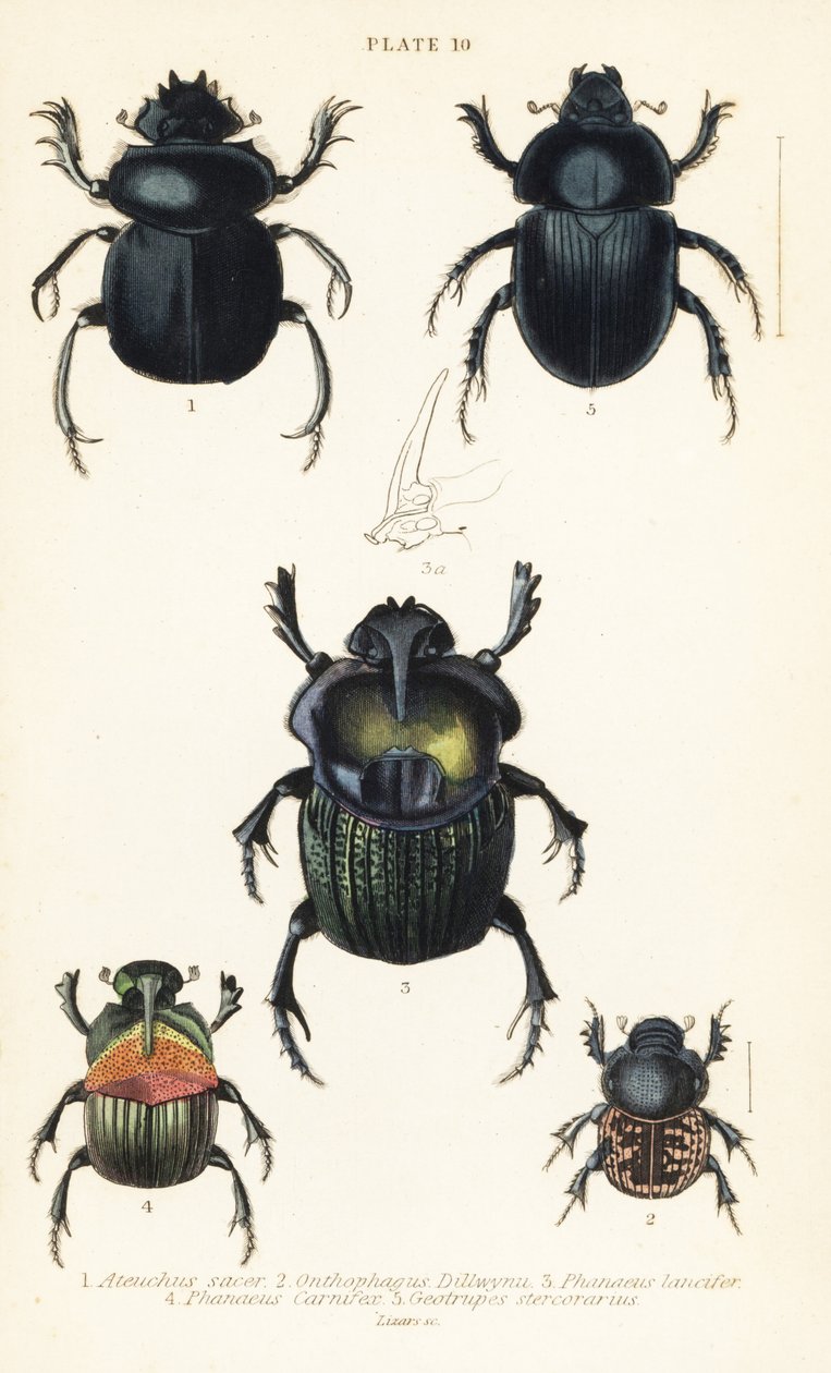 Święty chrząszcz skarabeusz, święty Scarabaeus 1, żuki gnojowe, Onthophagus nuchicornis 2, Coprophanaeus lancifer 3, Sulcophanaeus Butcher 4 i żuk gnojowy, loch Geotrupes autorstwa English School