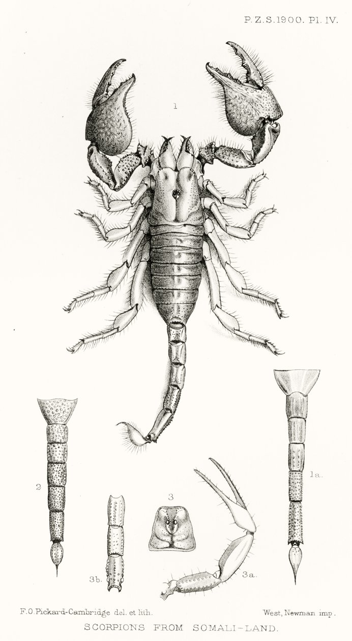 Scorpions from Somaliland, ilustracja z The Hope Reports, t. II, 1897-1900., red. Edward B. Poulton, Oxford, 1901 autorstwa English School