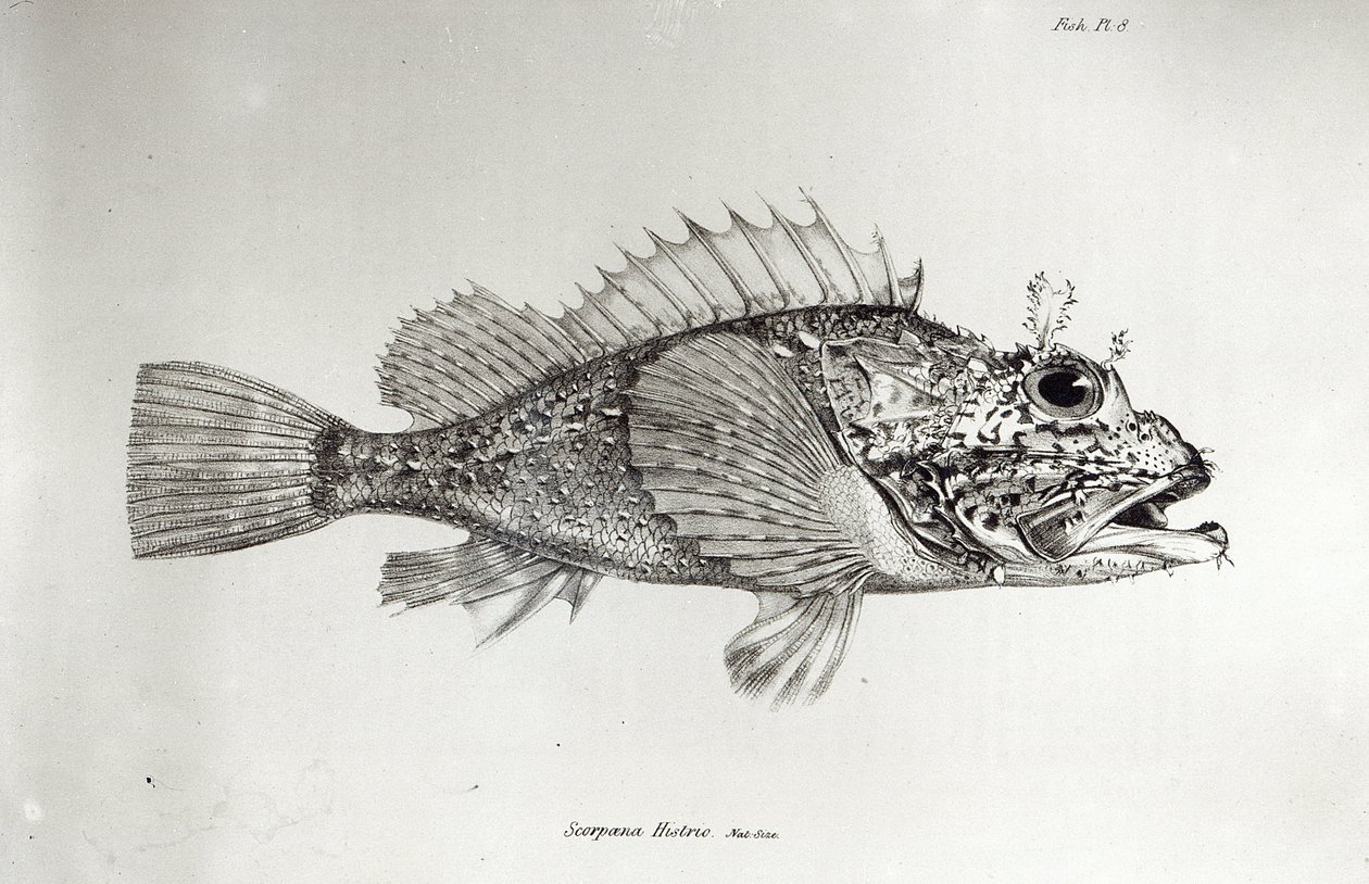 Scorpion Fish, płyta 8 z „Zoologii podróży H.M.S Beagle, 1832-36” Karola Darwina autorstwa English School