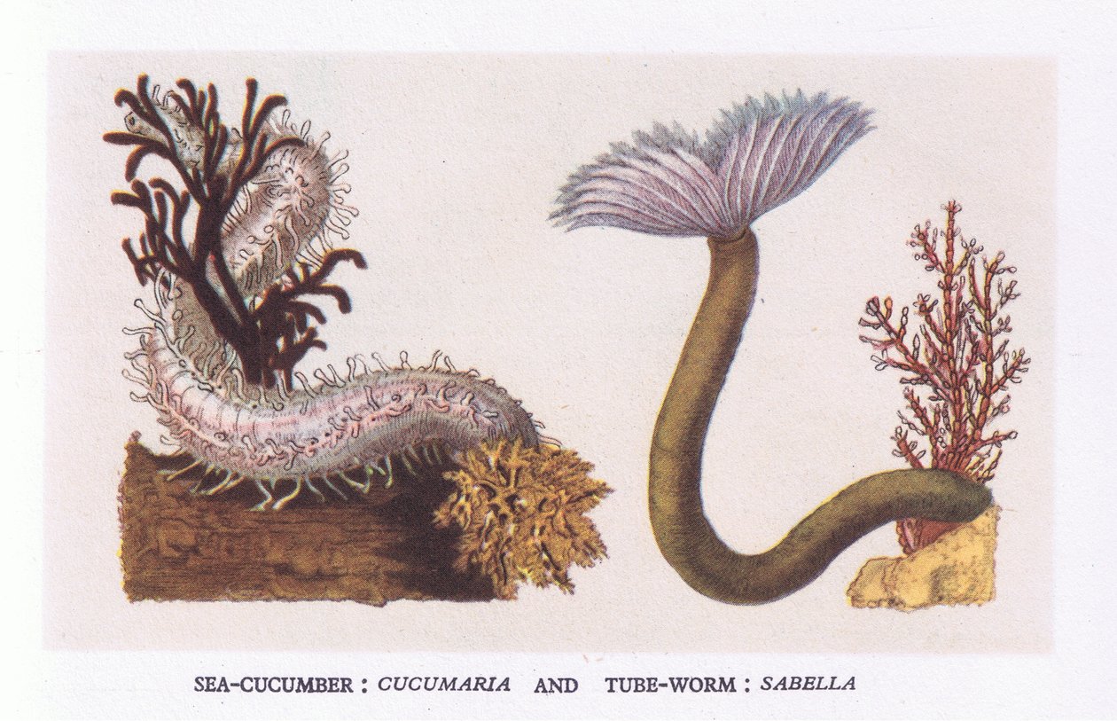 Sea Cucumber and Tube Worm, Nature in Britain wydane przez Collins autorstwa English School