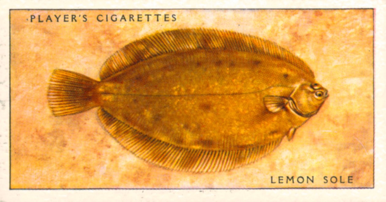Ryby morskie: Lemon Sole (kolorowa litografia) autorstwa English School