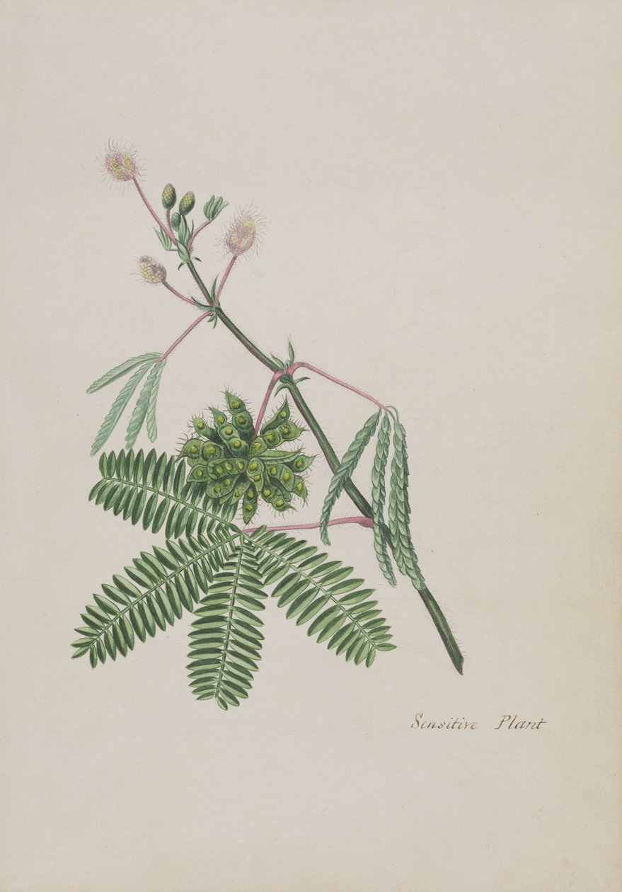 Roślina wrażliwa, ilustracja z albumu wierszy, rysunków grafitowych i akwareli, ok. 1828 (wc na papierze) autorstwa English School