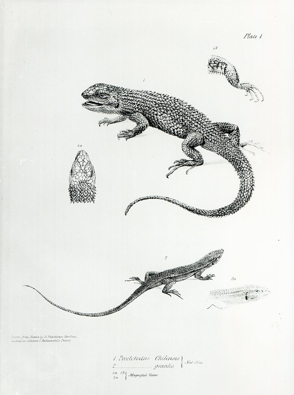 Iguana gontem, ilustracja z „Zoologii podróży H.M.S Beagle, 1832-36” autorstwa Karola Darwina autorstwa English School