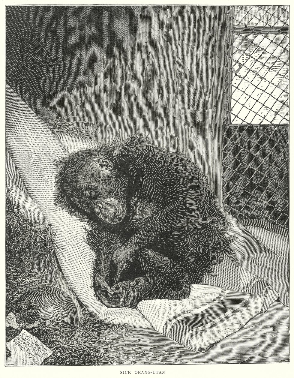 Chory orangutan (grawerunek) autorstwa English School