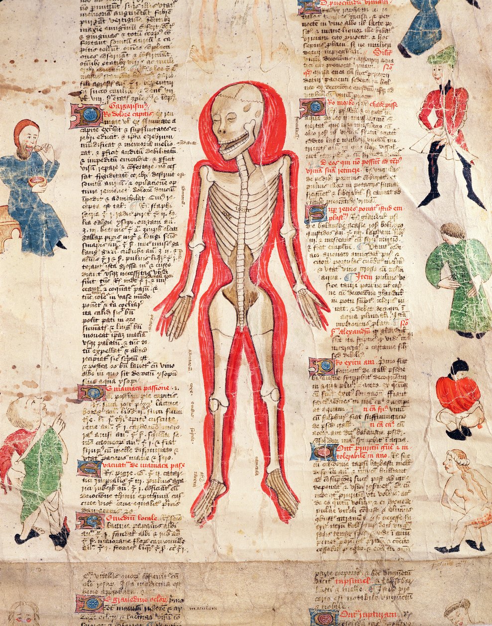Szkielet, z De arte phisicali e de cirugia autorstwa Johna Ardene, 1412 autorstwa English School