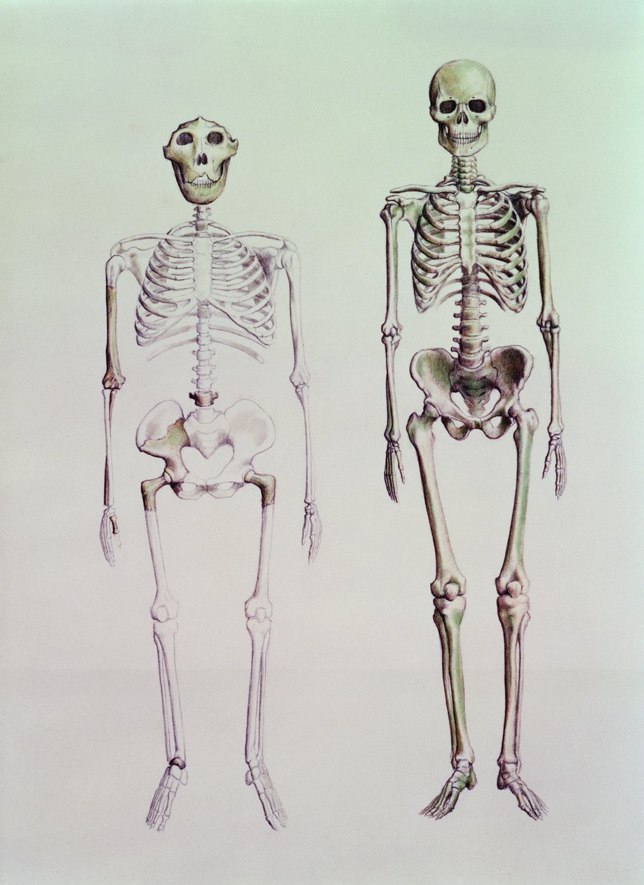 Szkielety Australopithecus Boisei i Homo Sapiens autorstwa English School