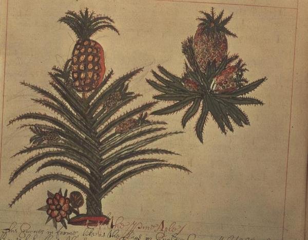 Sloane 4013 f.16v Ananasy z „Opisów roślin indyjskich” autorstwa English School