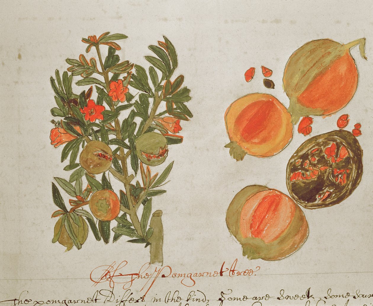 Sloane 4013 f.26 Granaty z „Opisów roślin indyjskich” autorstwa English School