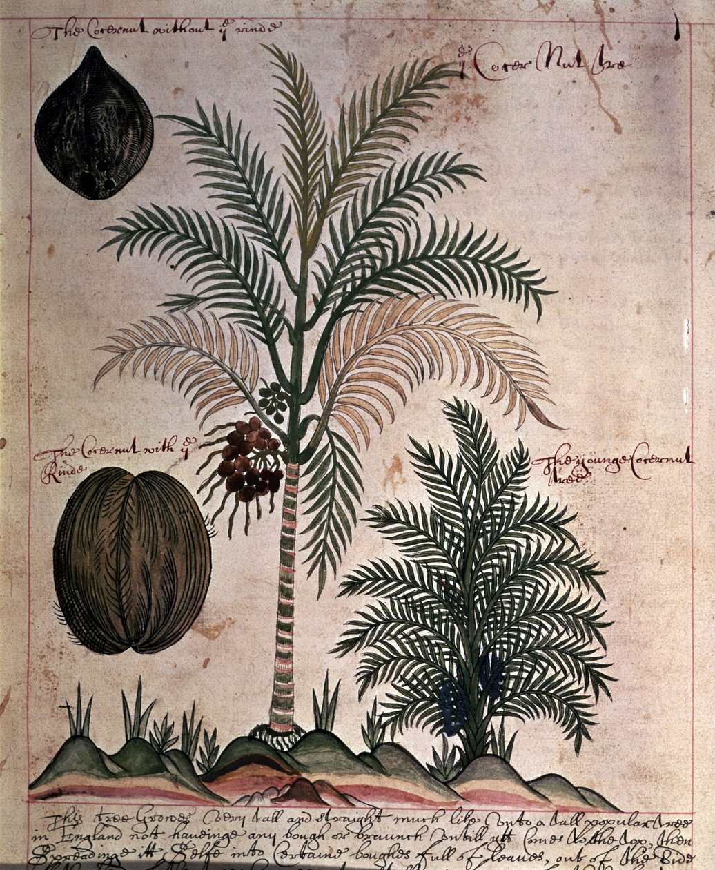 Sloane 4013 f.3 Palma kokosowa z „Opisów roślin indyjskich” autorstwa English School