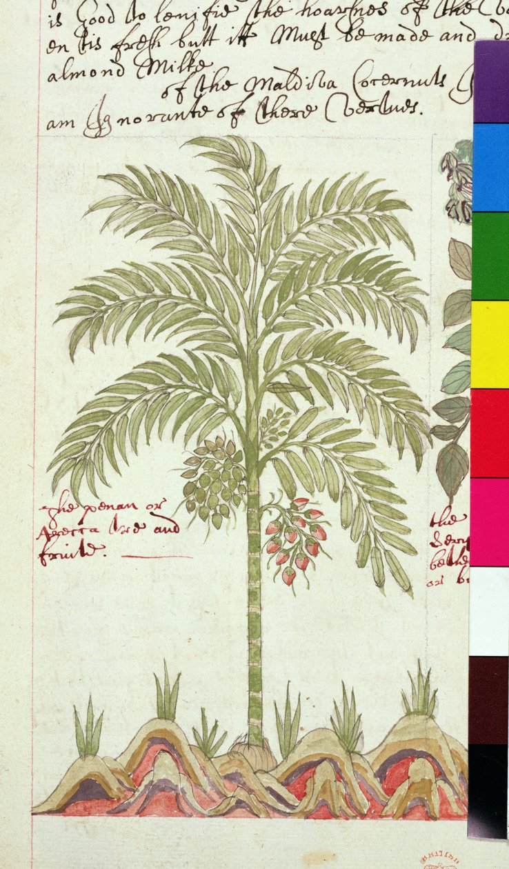 Sloane 4013 f.5v Palma daktylowa z „Opisów roślin indyjskich” autorstwa English School