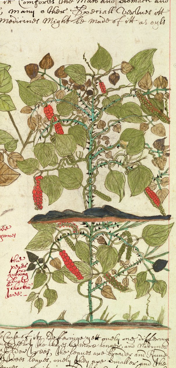 Sloane 4013 f.7 Det. Roślina pieprzu z „Opisów roślin indyjskich” autorstwa English School