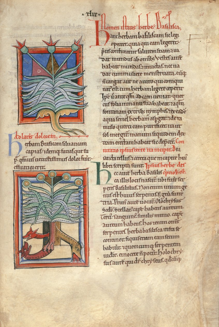 Sloane Ms 1975 fol.48 Bazylika ziołowa autorstwa English School