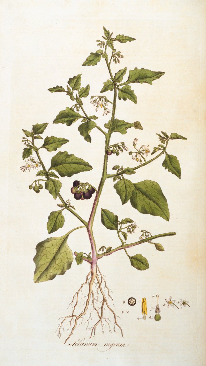 Solanum nigrum [psianka], ilustracja z Flora Londiniensis [Kwiaty Londynu] Williama Curtisa, wydana 1777-98 (kolorystyka) autorstwa English School