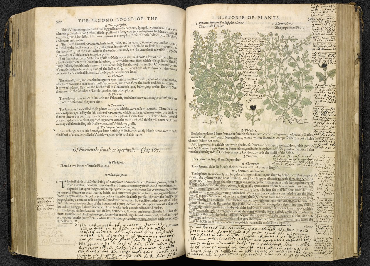Speedwell, strona 500-501 z „The herbball or Generall history of plantes” Johna Gerarda autorstwa English School