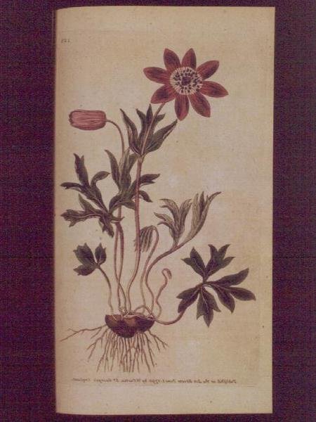 Anemone gwiaździste (Anemone hortensis), płyta 123 z „The Botanical Magazine” Williama Curtisa (lub „Flower Garden Displayed”), wyd. 1789-90 (grawerowanie) autorstwa English School