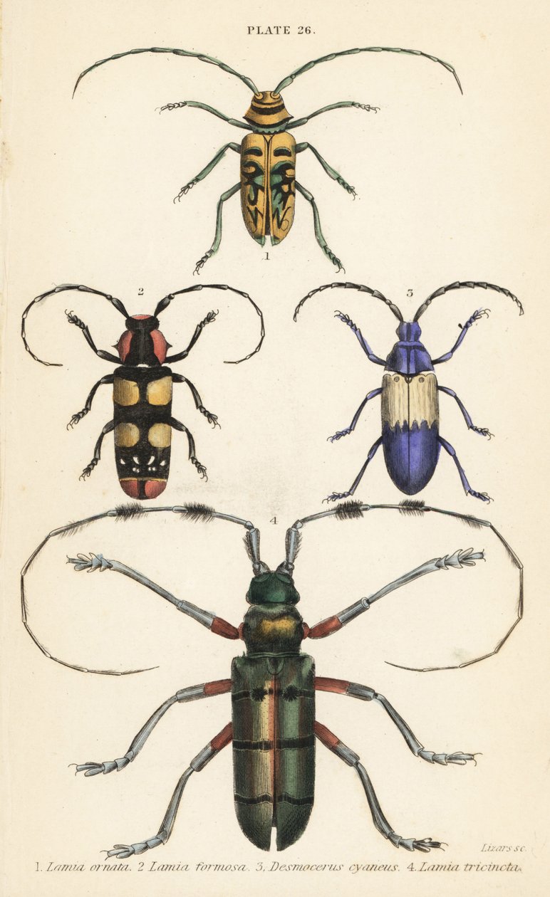 Sternotomis piękny 1, Tragocephala formosa 2, omacnica bez czarnego, Desmocerus palliatus 3 i Thysia wallichii 4 autorstwa English School