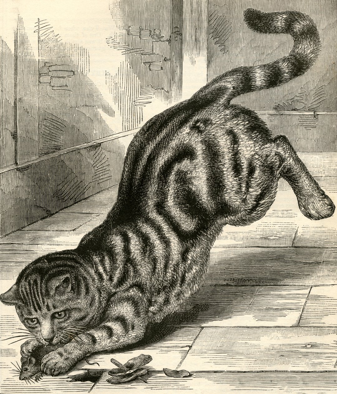 Kot tabby skaczący na mysz autorstwa English School
