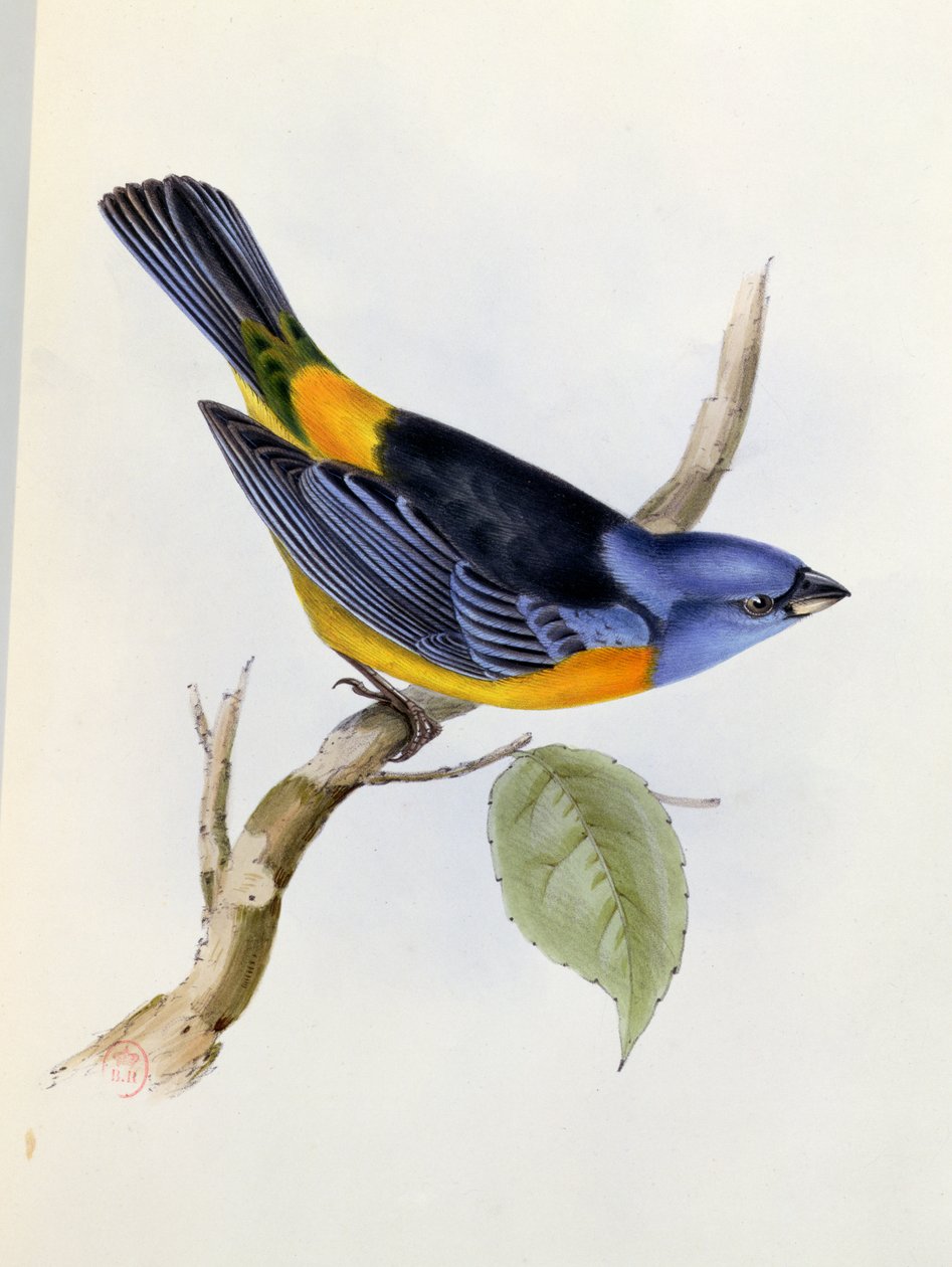 Tanagra Darwini, płyta 34 z The Zoology of the Voyage of H.M.S. Beagle 1832-36, Charles Darwin (1809-92), 1840 autorstwa English School