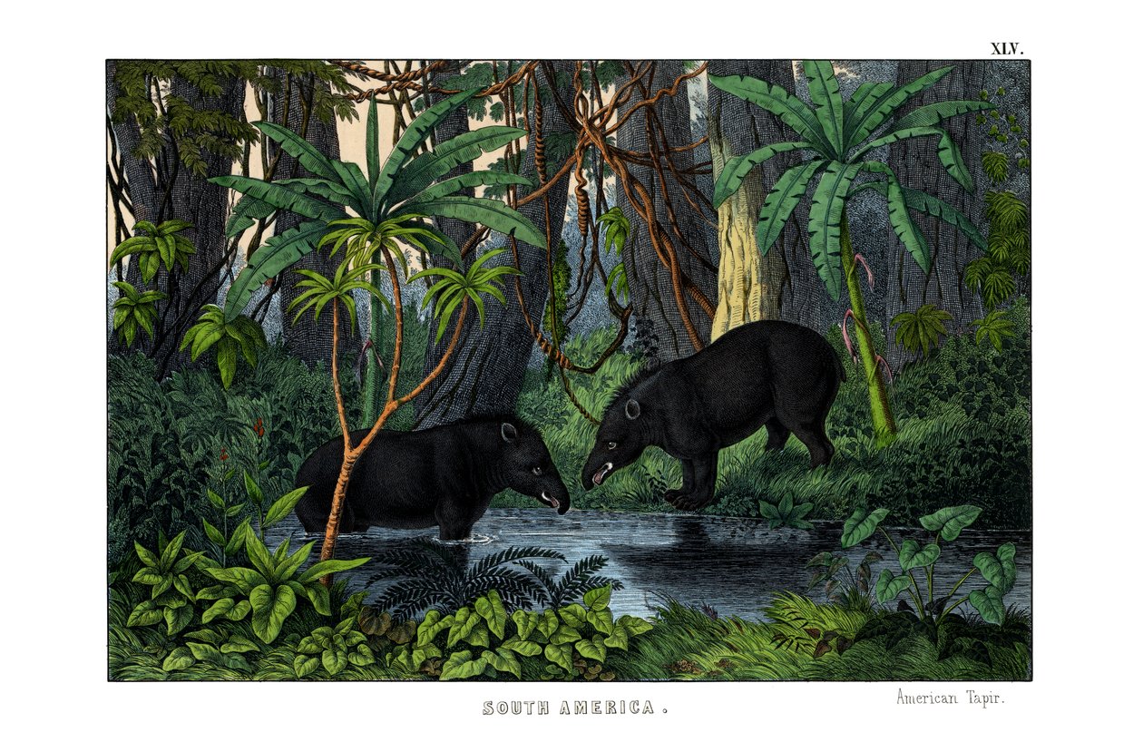 Tapir autorstwa English School