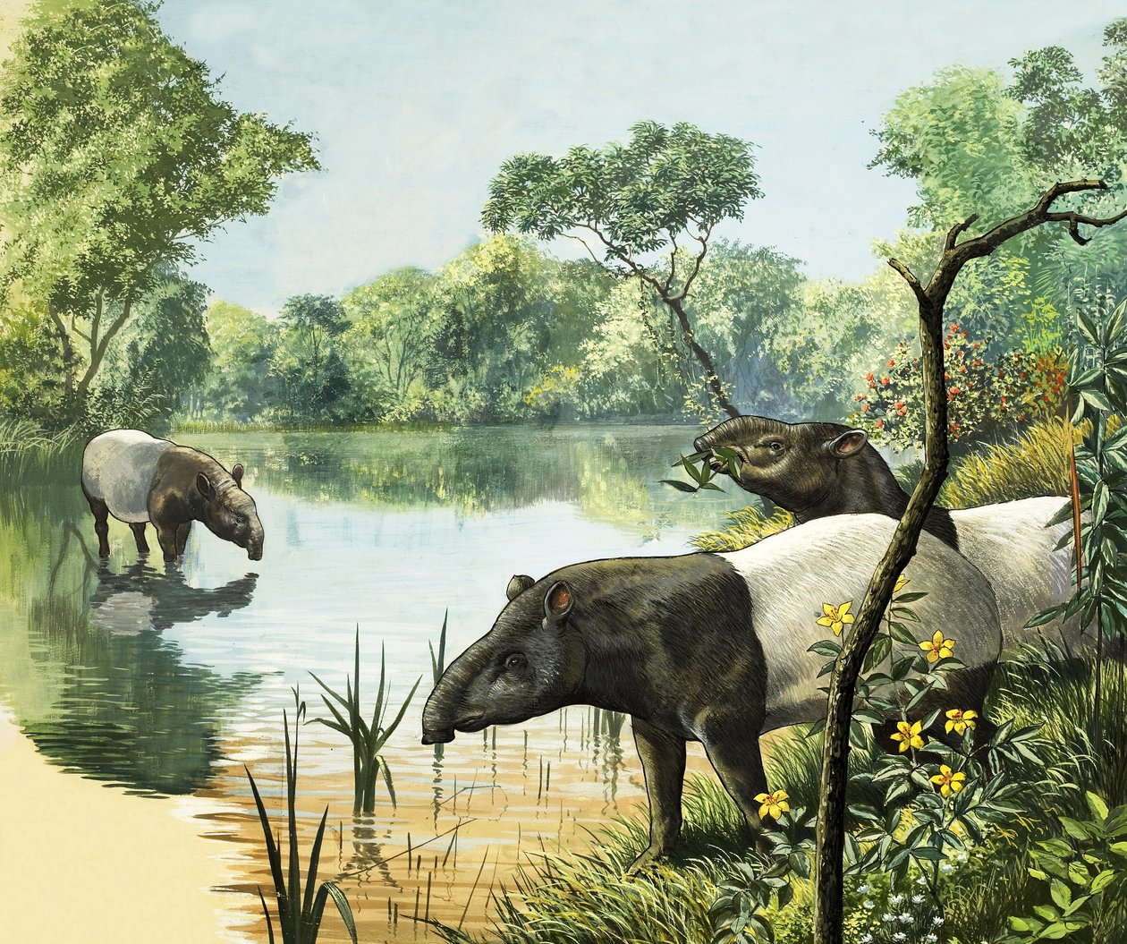 Tapiry, ilustracja z Krainy Czarów Natury autorstwa English School