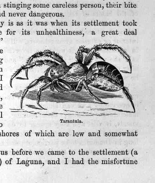 Tarantula, z przeszłości i teraźniejszości Santo Domingo, Samuel Hazard, wyd. 1873 autorstwa English School