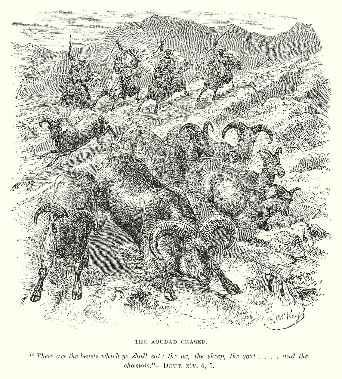 Aoudad Chased (grawerunek) autorstwa English School