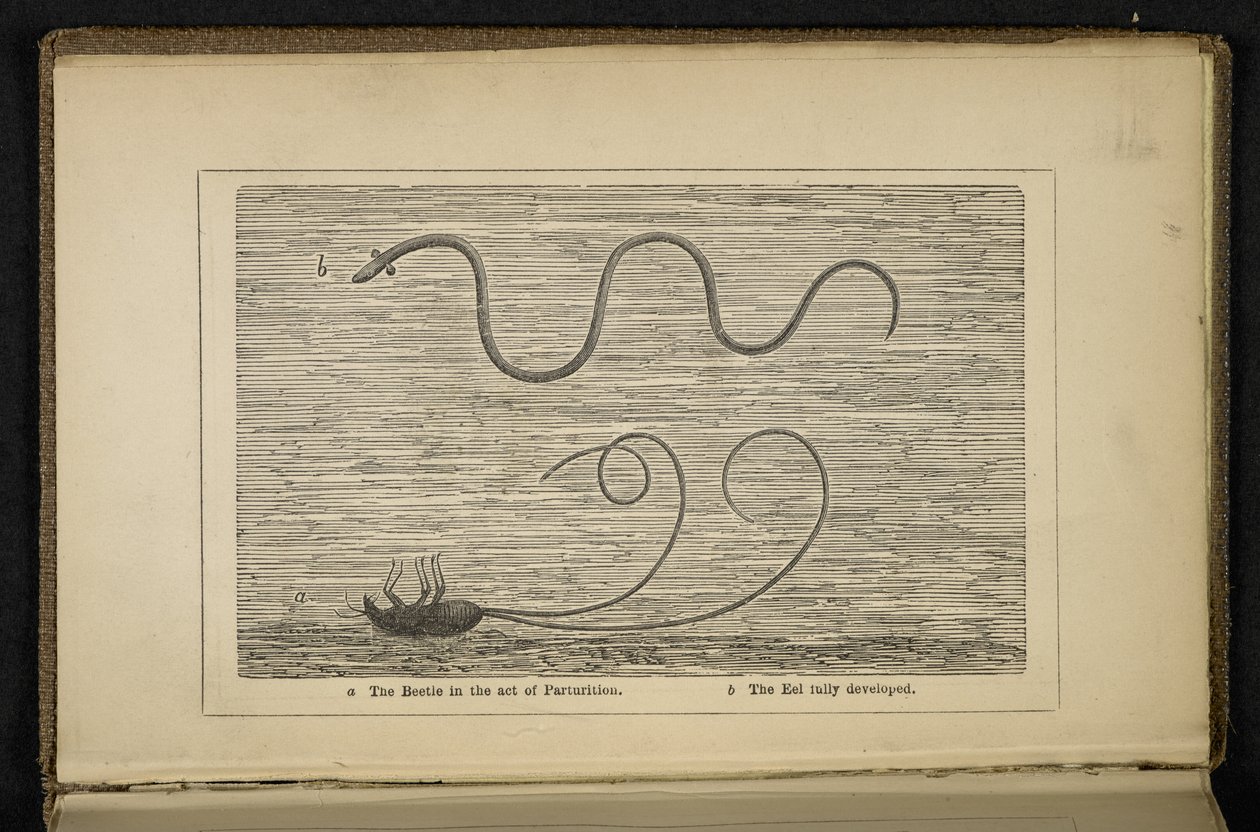„The Beetle in the act of Parturition”, Frontispiece do „The Origin of the Silver Eel: z uwagami na temat łowienia na przynętę i muchę”, David Cairncross autorstwa English School
