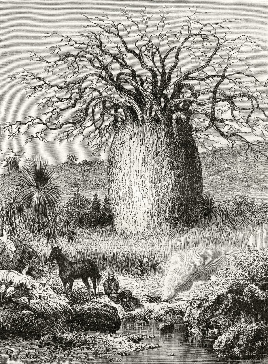 Drzewo butelkowe, z „Australian Pictures” Howarda Willoughby’ego, opublikowane przez religijne Towarzystwo Traktowe, Londyn, 1886 autorstwa English School