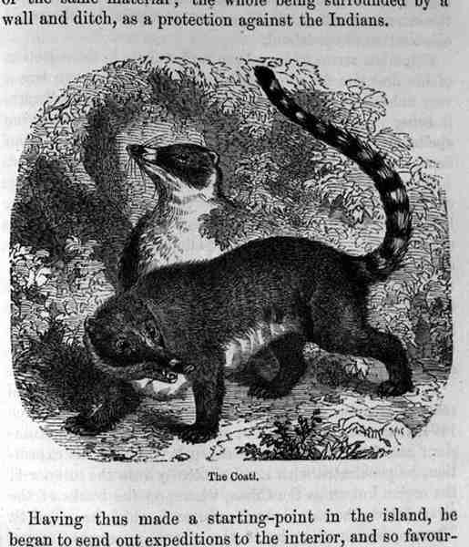 The Coati, z przeszłości i teraźniejszości Santo Domingo, Samuel Hazard, wyd. 1873 autorstwa English School