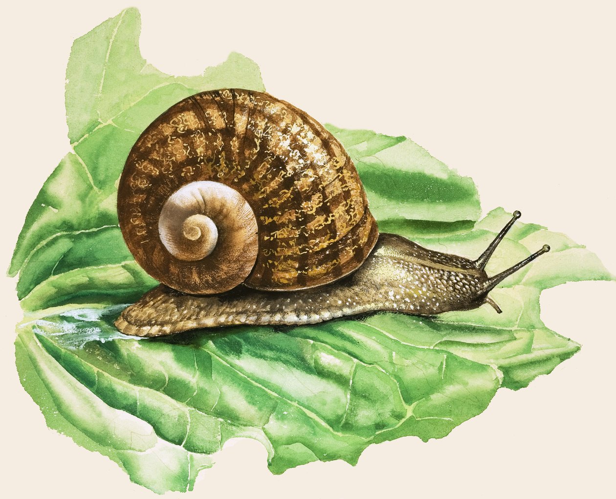 Ślimak ogrodowy, ilustracja z książki "Snails and Slugs" (Ślimaki i pomrowy) autorstwa English School