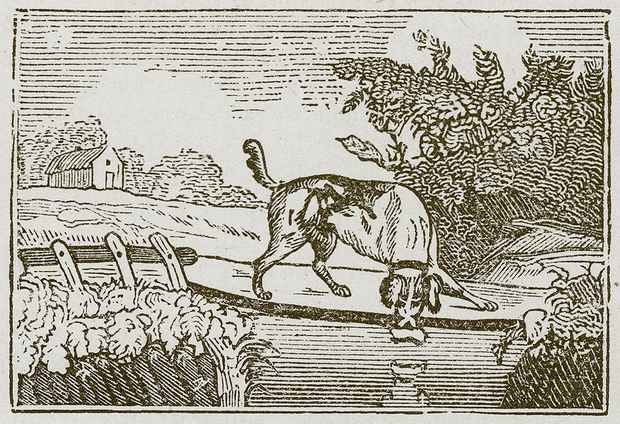 Pies i cień (rycina) autorstwa English School