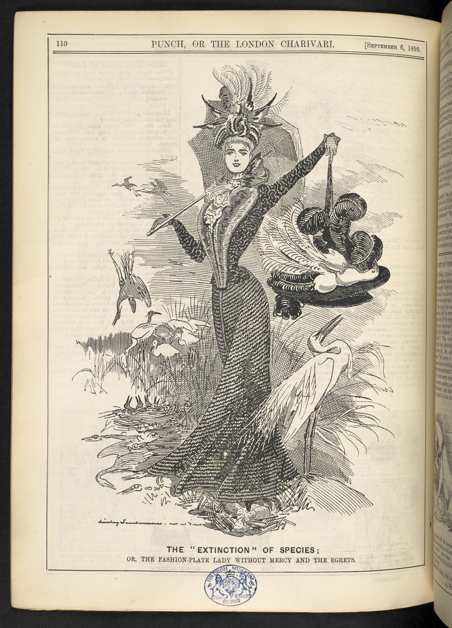 „Wymieranie” gatunków; Albo bezlitosna dama z modnego talerza i czaple, z „Punch, czyli londyński Charivari”, 6 września 1899 (rycina) autorstwa English School
