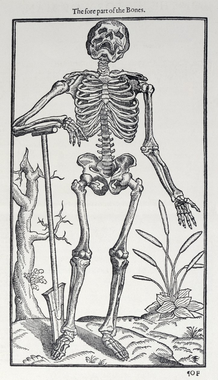 Przednia część kości, płyta z Historii człowieka wydanej przez Johna Banistera (1540-1610), 1578 autorstwa English School