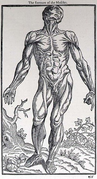 The Forepart of the Muscles, płyta z „Historii człowieka” wydanej przez Johna Banistera (1540-1610) autorstwa English School