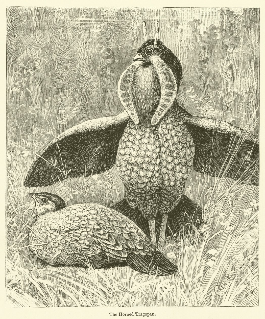 Rogaty Tragopan (rycina) autorstwa English School