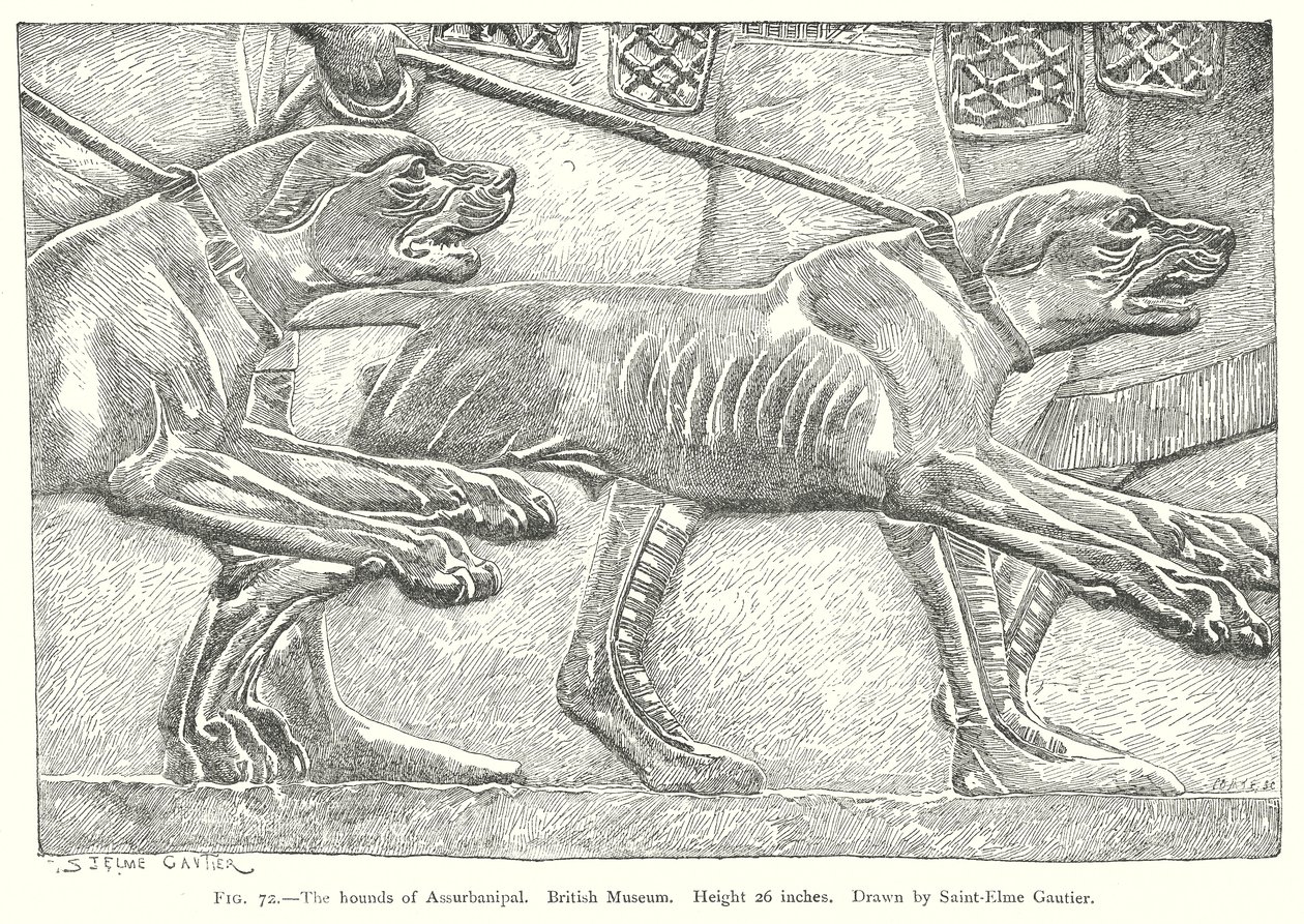 Psy Assurbanipala. British Museum (rycina) autorstwa English School