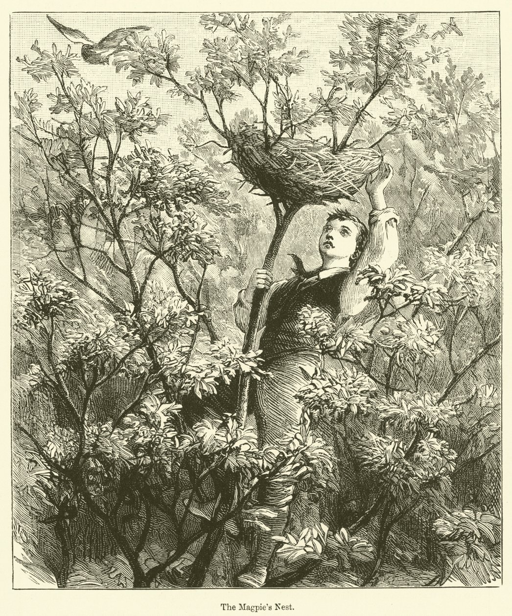 Gniazdo sroki (grawerunek) autorstwa English School
