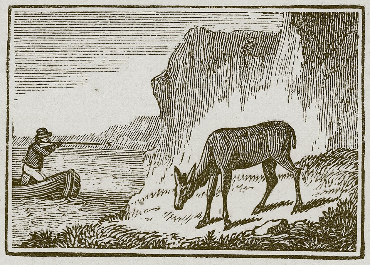 Jednooka łania (grawerunek) autorstwa English School