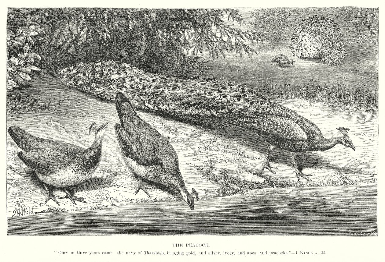 Paw (rycina) autorstwa English School