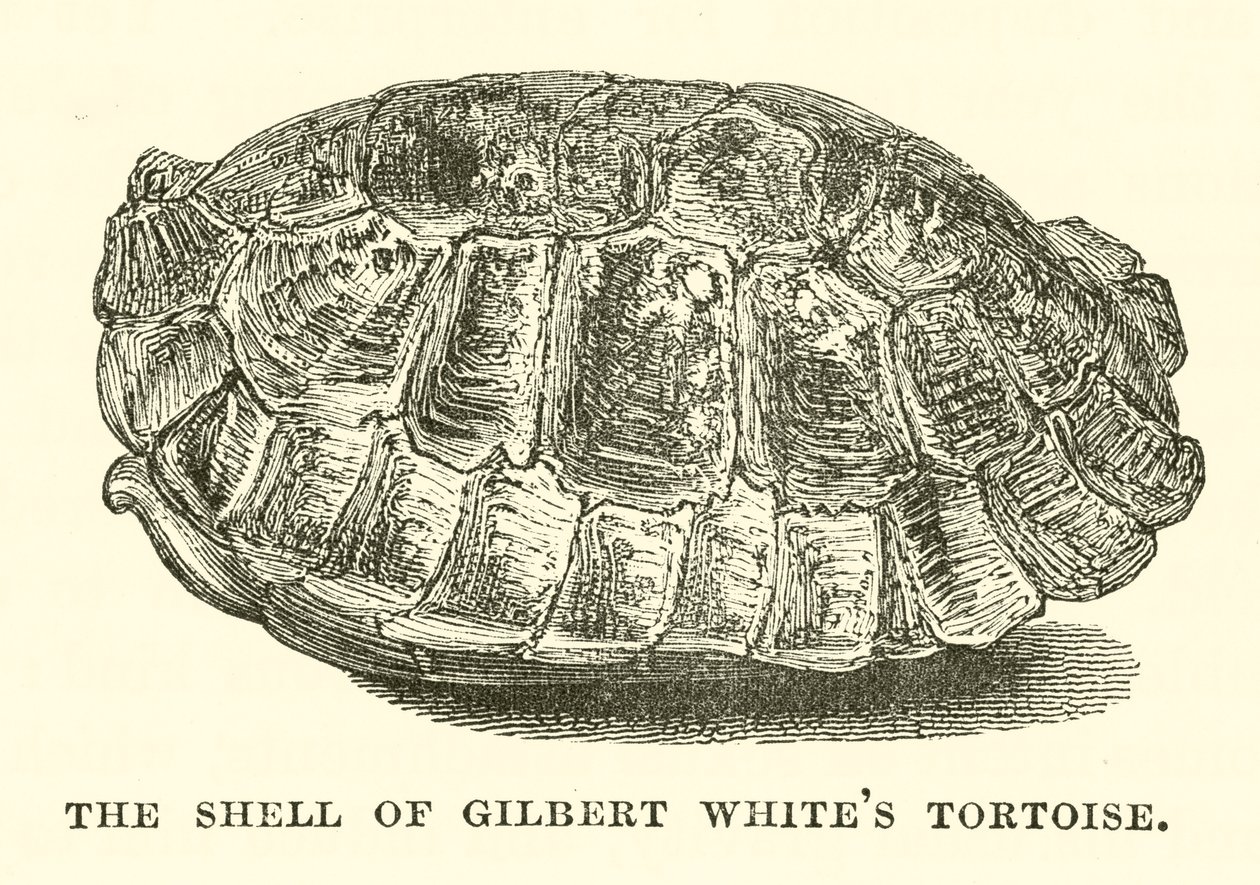 Skorupa żółwia Gilberta White