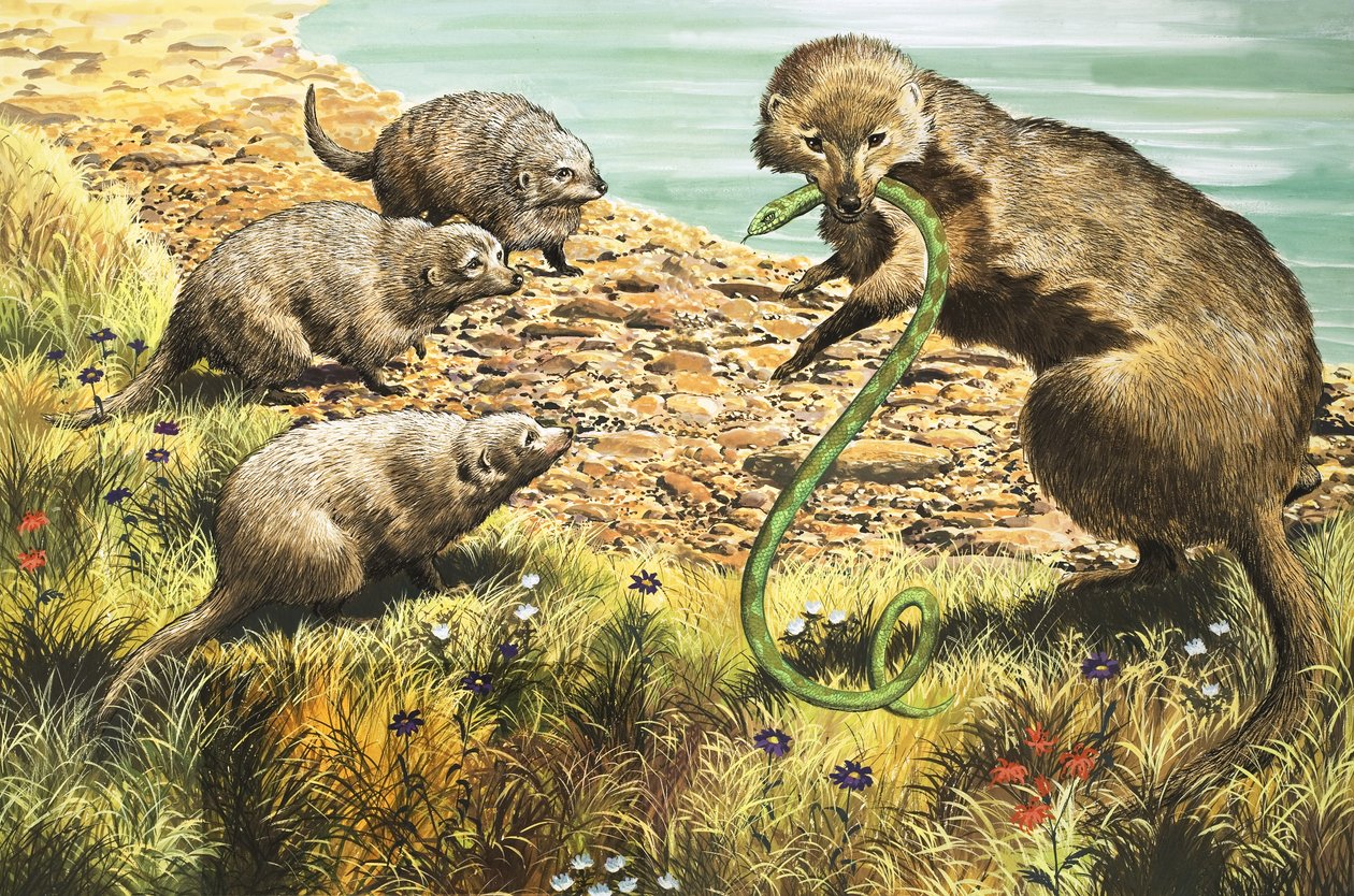 Łapacz węży, ilustracja z "Krainy czarów natury autorstwa English School