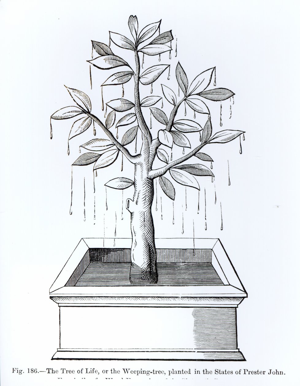 Drzewo życia lub płaczące drzewo zasadzone w Stanach Księdza Jana, ilustracja z Nauki i literatury w średniowieczu i renesansie, napisana i rytowana przez Paula Lacroix, 187 autorstwa English School
