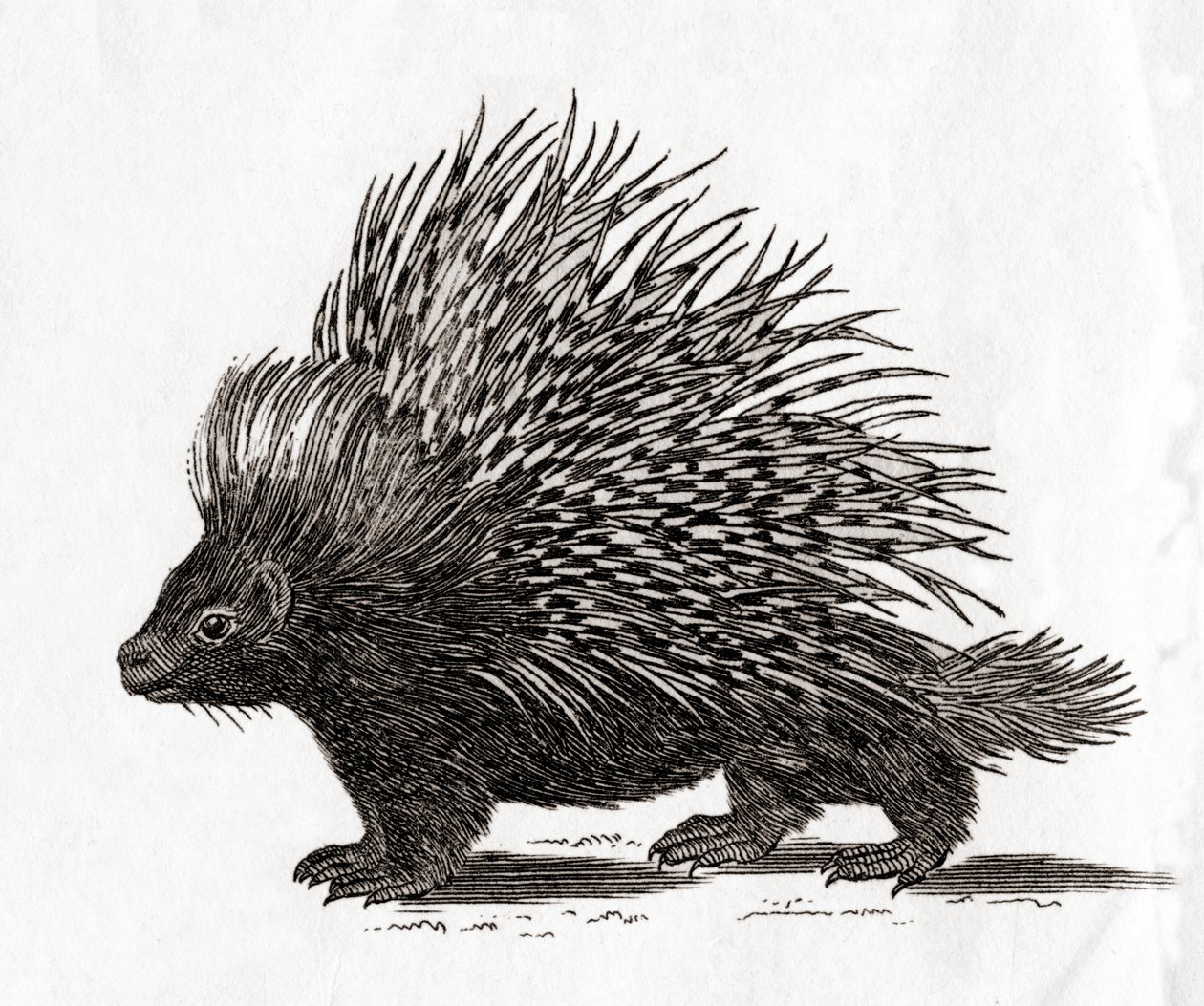 Jeżozwierz grzebieniasty (Hystrix cristata), rycina z XVIII wieku autorstwa English School