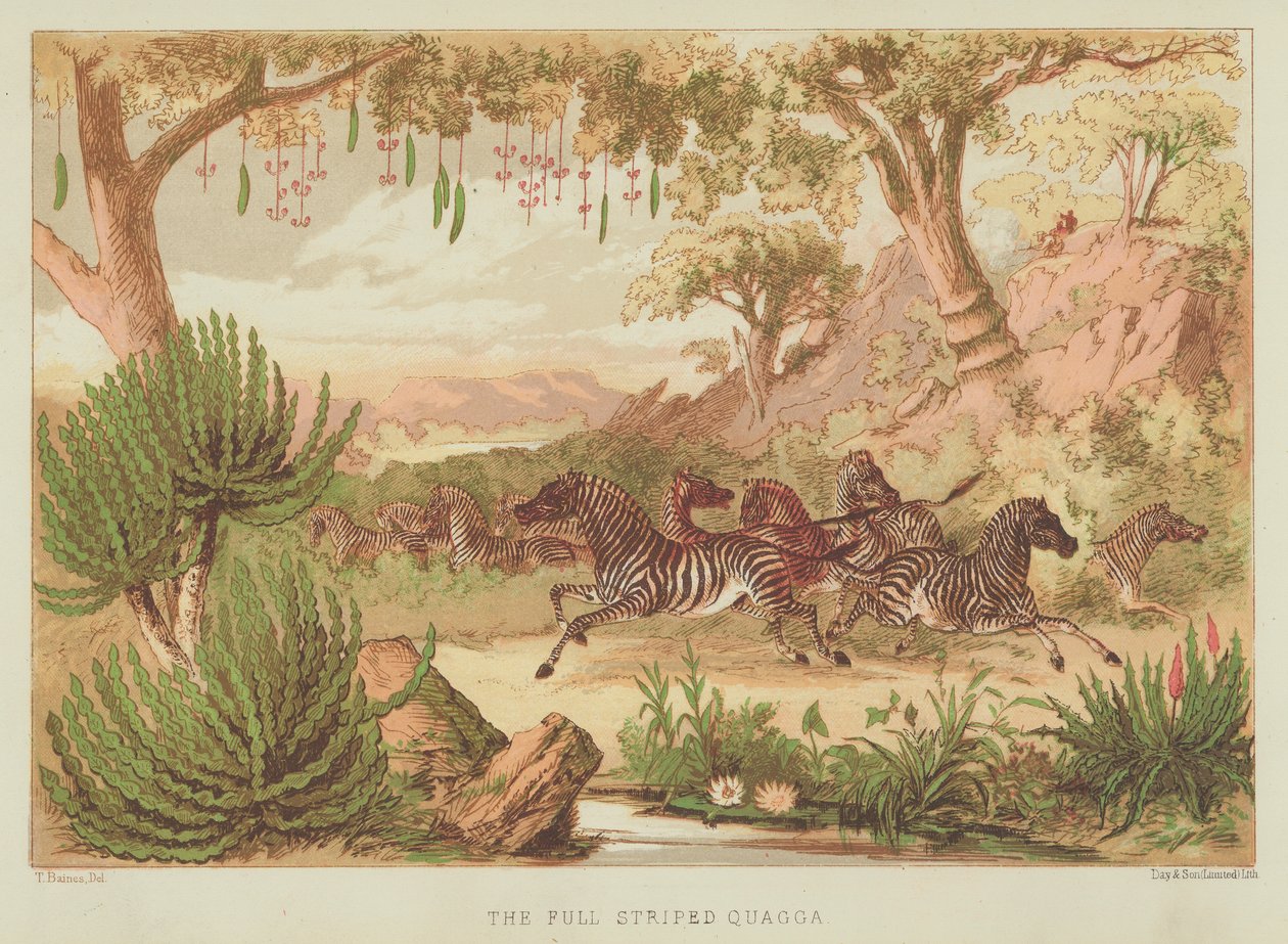 Quagga z pełnym paskiem (kolorowa litografia) autorstwa English School