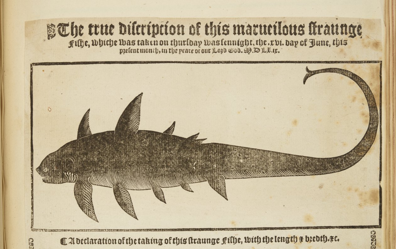 „Prawdziwy opis tej marudnej dziwnej ryby” 1569 (rycina) autorstwa English School