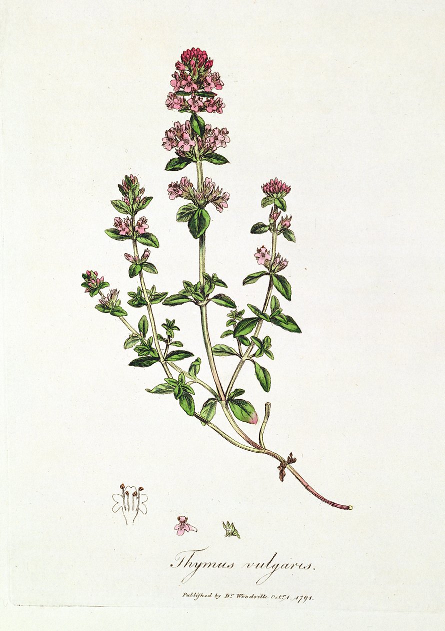 Tymianek pospolity, Thymus vulgaris, opublikowany przez dr Woodville