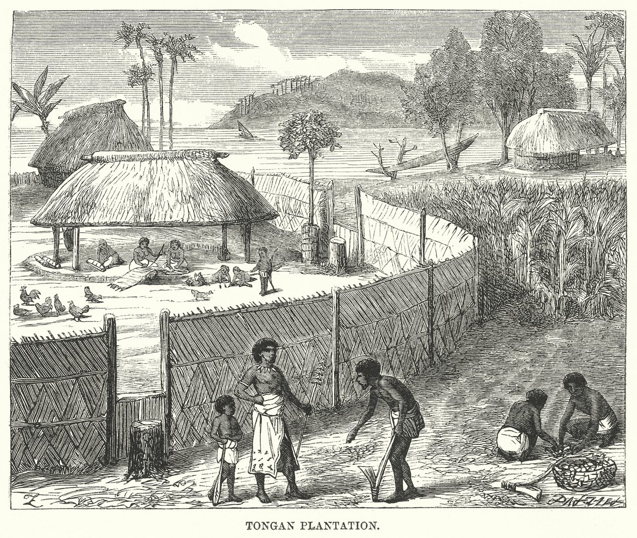 Tongan Plantation (grawerunek) autorstwa English School