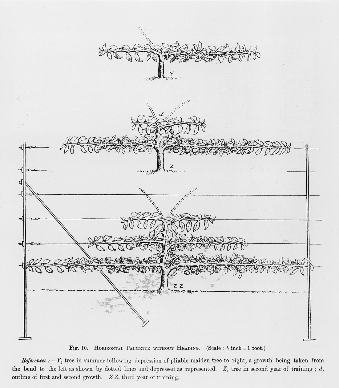 Szkolenie młodych drzew owocowych z The Fruit Growers Guide Johna Wrighta, opublikowanego ok. 1897-1905 autorstwa English School