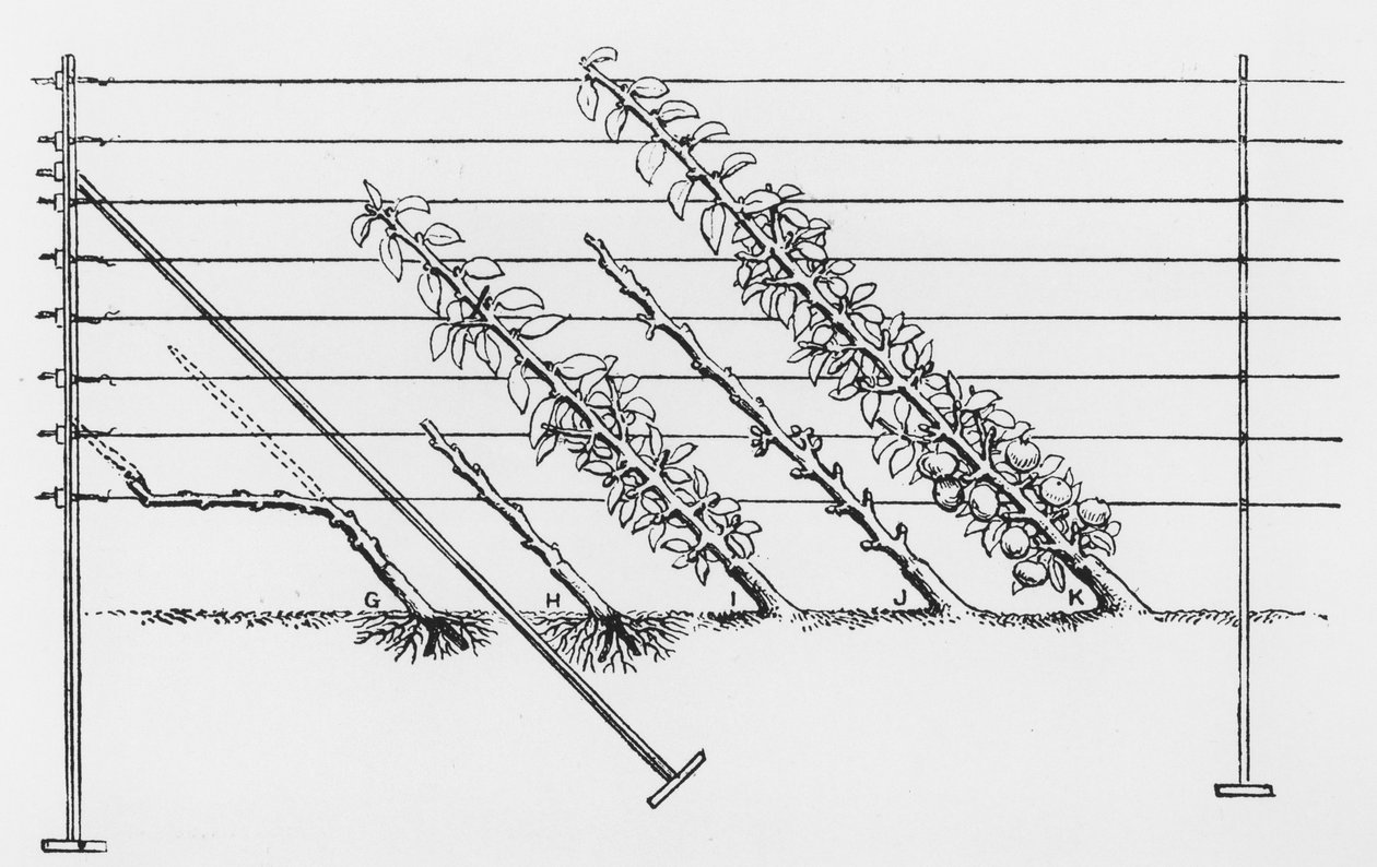 Szkolenie młodych drzew, z The Fruit Growers Guide Johna Wrighta, opublikowanego ok. 1897-1905 autorstwa English School
